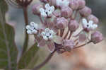 Pinewoods milkweed